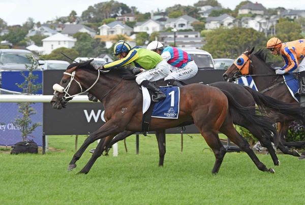Quality colt on target for Trentham feature