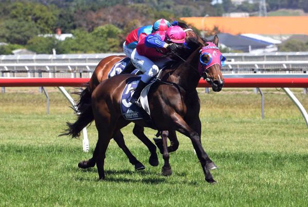 Talented gelding out to break through in northern feature