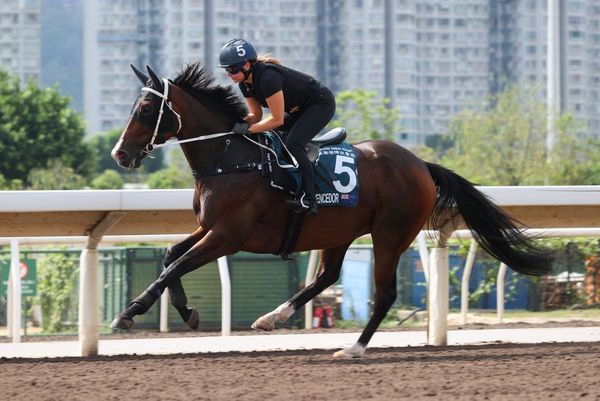 El Vencedor on-track for FWD QEII Cup