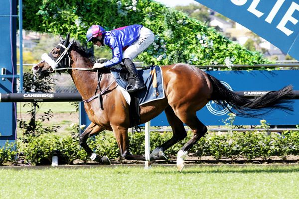 El Vencedor gives New Zealand hope in FWD QEII Cup