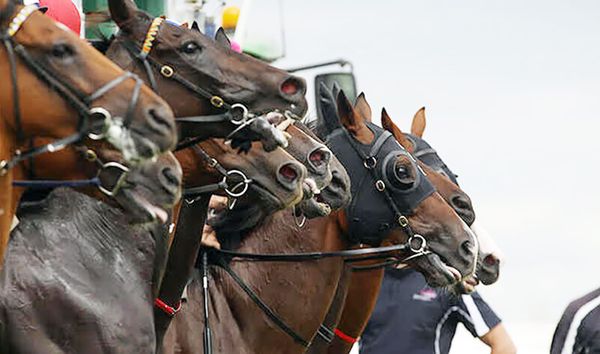 NZTR Announces Boost to Jumps Racing Stakes