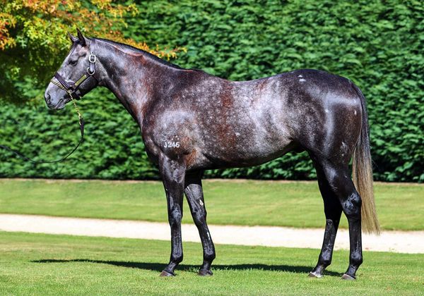 LA Unveils Service Fees for Exciting Newcomer and Proven Stallion