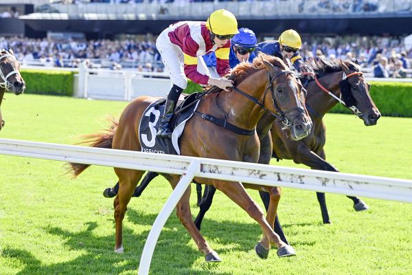 Options abound for Linebacker