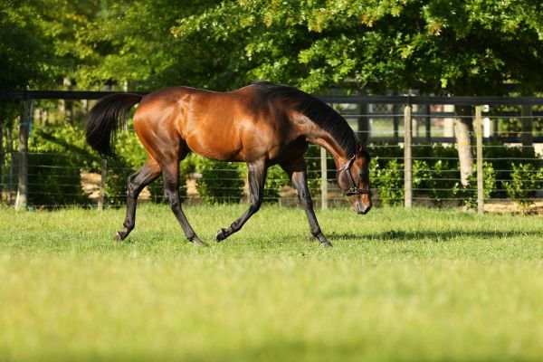 Little Avondale announce Per Incanto fee