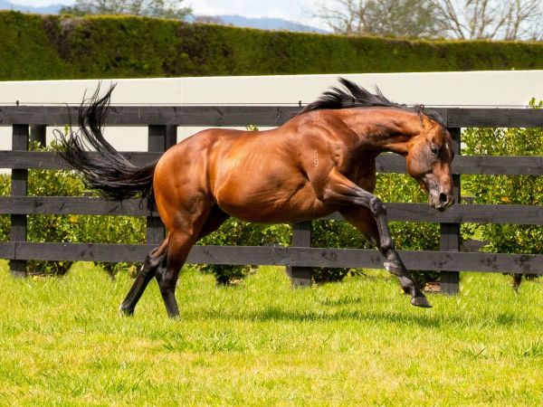 Cambridge Stud announce 2025 stallion fees