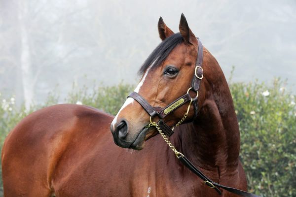 Mapperley Stud 2025 service fees