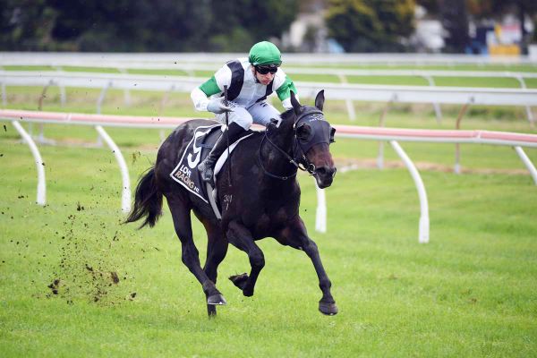 Tauranga Classic on the radar for Honey Badger