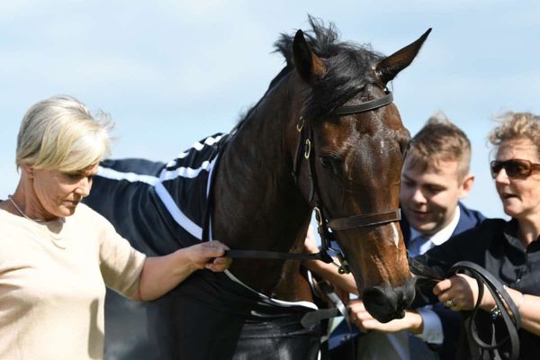Manners key for promising gelding