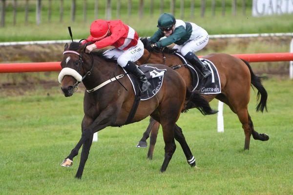 Sharp mare resuming at Ellerslie