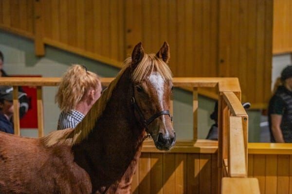Waikato Stud Highlight Boost to Weanling Sale