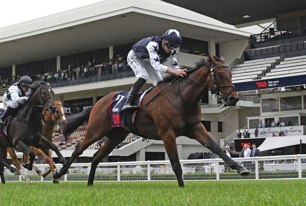 Wynyard Targets Champagne Stakes Glory at Ellerslie