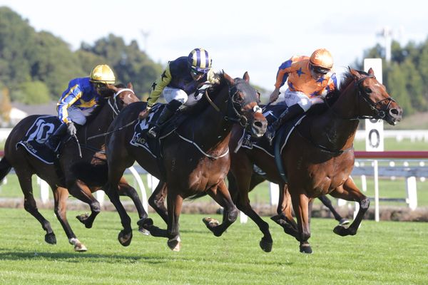 Circus Maximus 2YO rounds of fun time for stud