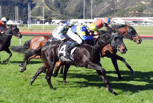 Kauri capitalises on Wexford opportunity