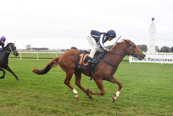 Promising filly caps off top week for Pertab