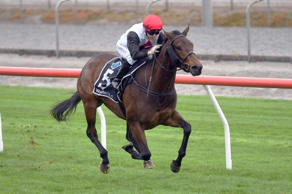 Alexanders hoping for healthy northern payday