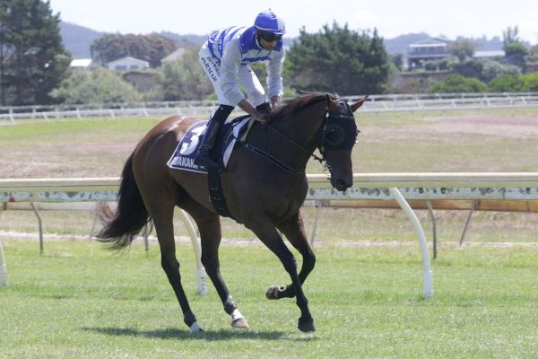 Bonifleur to make polytrack debut