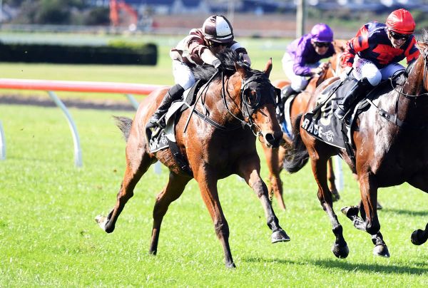 Aptly-named homebred vying for stakes success