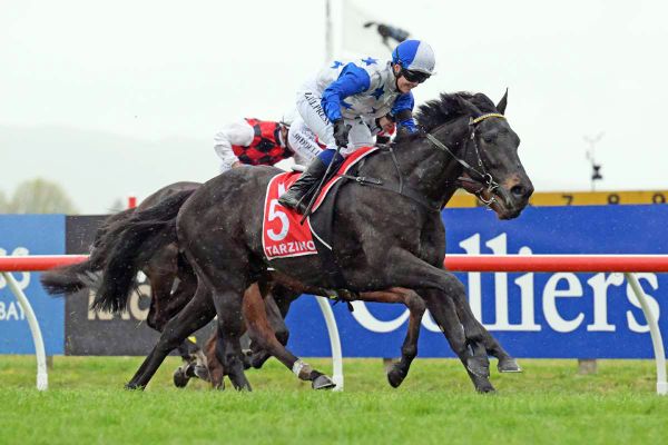 Dark Destroyer backs up for Tattersall’s Cup