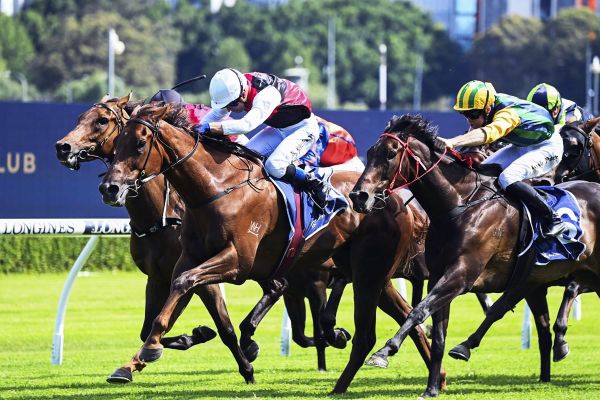 Drying track good news for honest Grebeni