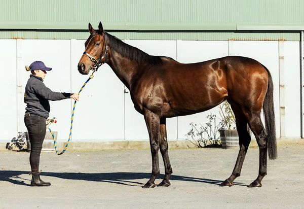 National Online Breeding Stock Sale online now