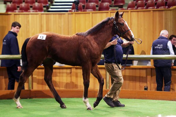 Per Incanto colt tops NZB National Weanling Sale