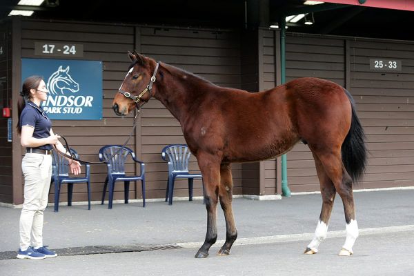 Profondo makes impact with first weanlings
