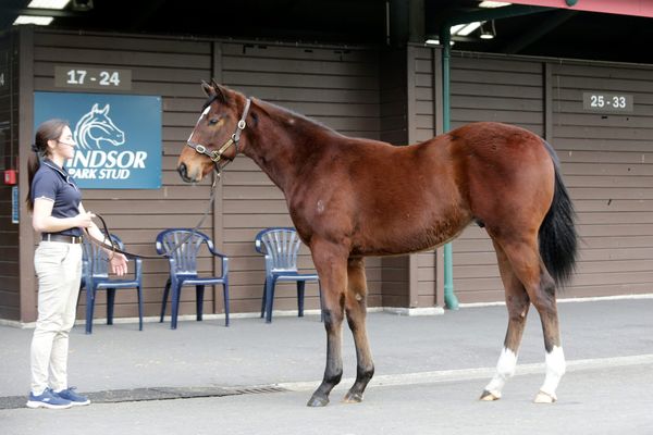 Positive build up to Karaka Weanling Sale