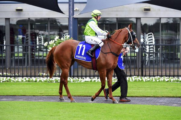Ipswich Cup distance test for Poetic Drama