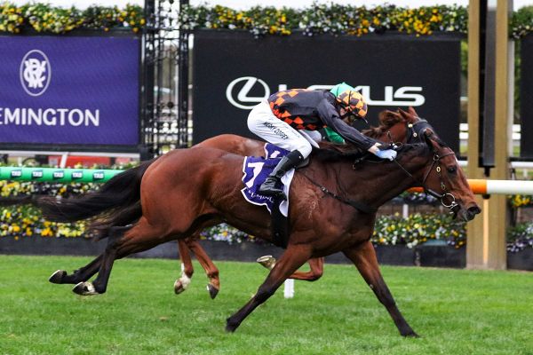 Progressive stayer lands the Shockletz
