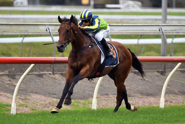 Forsman three-year-olds continue Melbourne campaigns