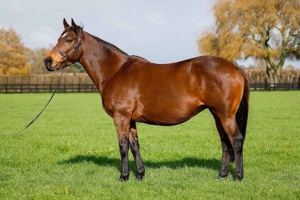 Pencarrow takes top billing in National Online Breeding Stock Sale