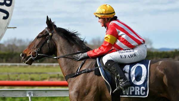 Never Look Back rises up in Hawke's Bay Hurdle