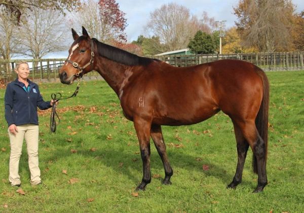 Quantity and quality in Rich Hill Stud’s Online Breeding Stock Sale draft