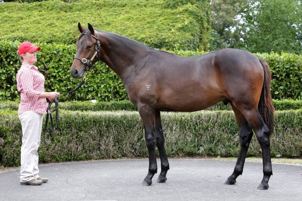 The Savabeel colt out of Razziya of Sydney was one of two horses Foster purchased at Karaka last week.
Photo: Supplied