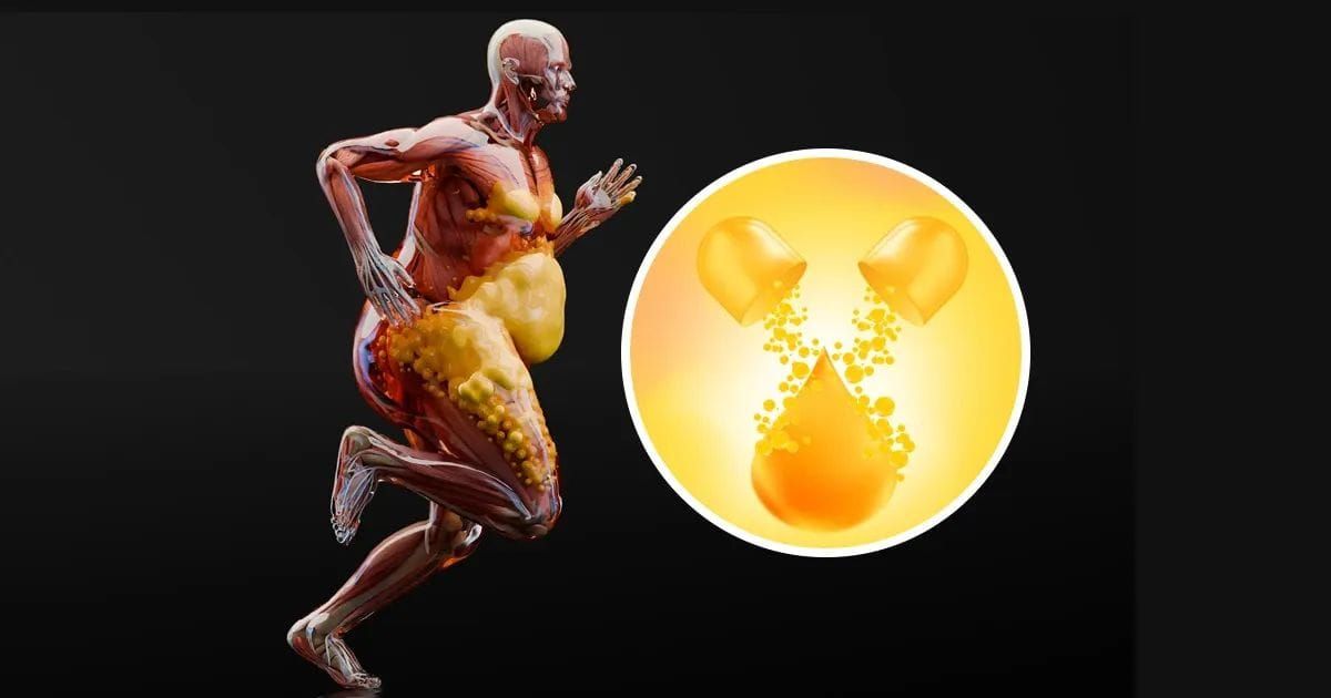 L'olio di krill attenua la steatosi epatica e lo stress ossidativo nell'obesità
