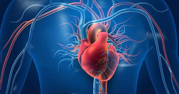 Il cervello nascosto del cuore: svelato il suo sistema nervoso