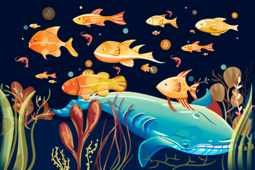 Bitcoin Whales Lose Weight Despite Ongoing Accumulation