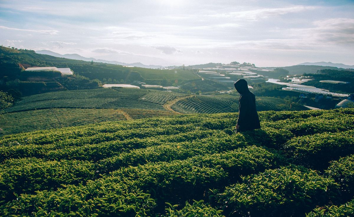 The Way of Tea