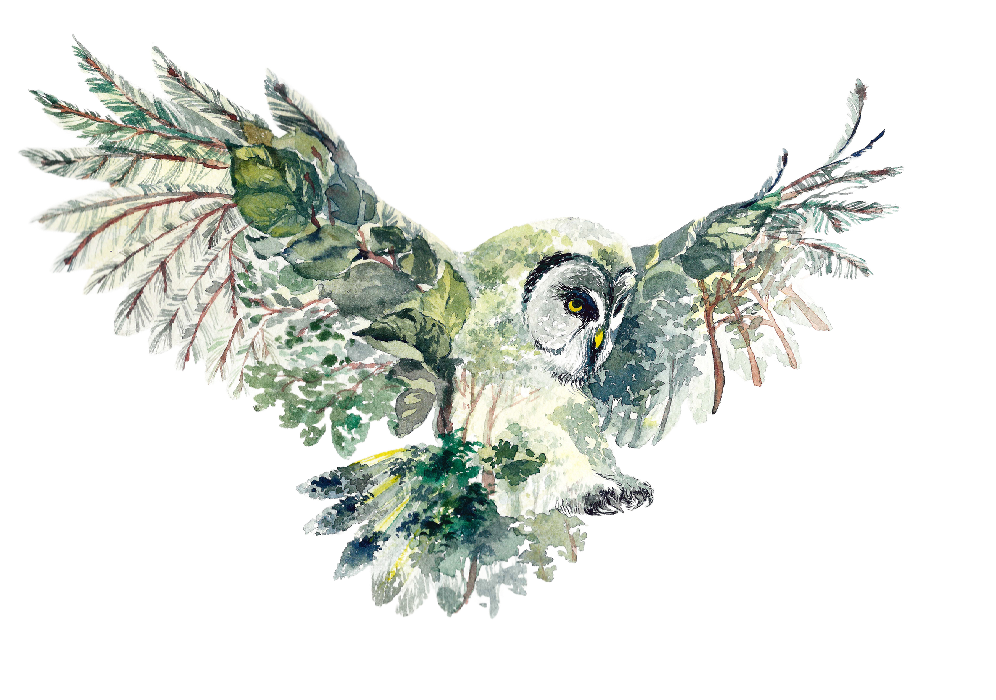 Owl in America