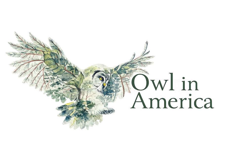 About the Owl