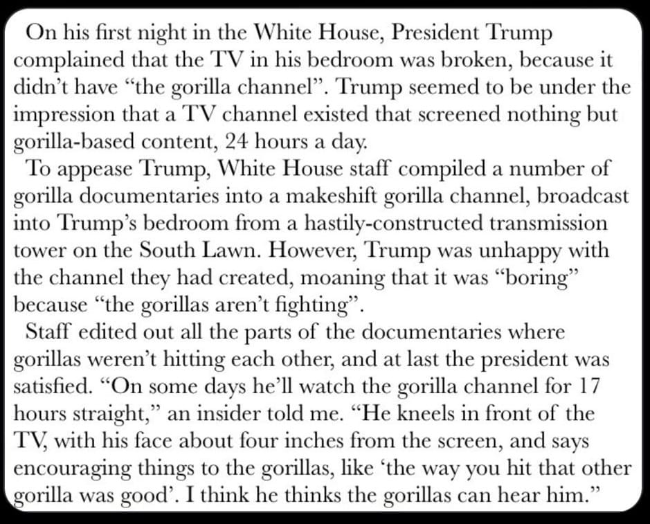 On his first night in the White House, President Trump complained that the TV in his bedroom was broken, because it didn't have "the gorilla channel". Trump seemed to be under the impression that a TV channel existed that screened nothing but gorilla-based content, 24 hours a day. To appease Trump, White House staff compiled a number of gorilla documentaries into a makeshift gorilla channel, broadcast into Trump's bedroom from a hastily-constructed transmission tower on the South Lawn. However, Trump was unhappy with the channel they had created, moaning that it was "boring" because "the gorillas aren't fighting". Staff edited out all the parts of the documentaries where gorillas weren't hitting each other, and at last the president was satisfied. "On some days he'll watch the gorilla channel for 17 hours straight," an insider told me. "He kneels in front of the TV, with his face about four inches from the screen, and says encouraging things to the gorillas, like 'the way you hit that other gorilla was good'. I think he thinks the gorillas can hear him."