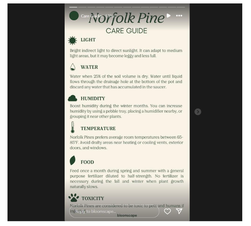 norfolk-pine-care-guide-instagram