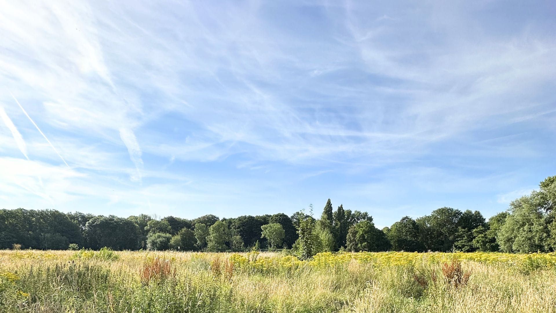 Een open ruigteveld met hoog wild gras en gele wilde bloemen, met op de achtergrond een bomenrand onder een helderblauwe lucht.