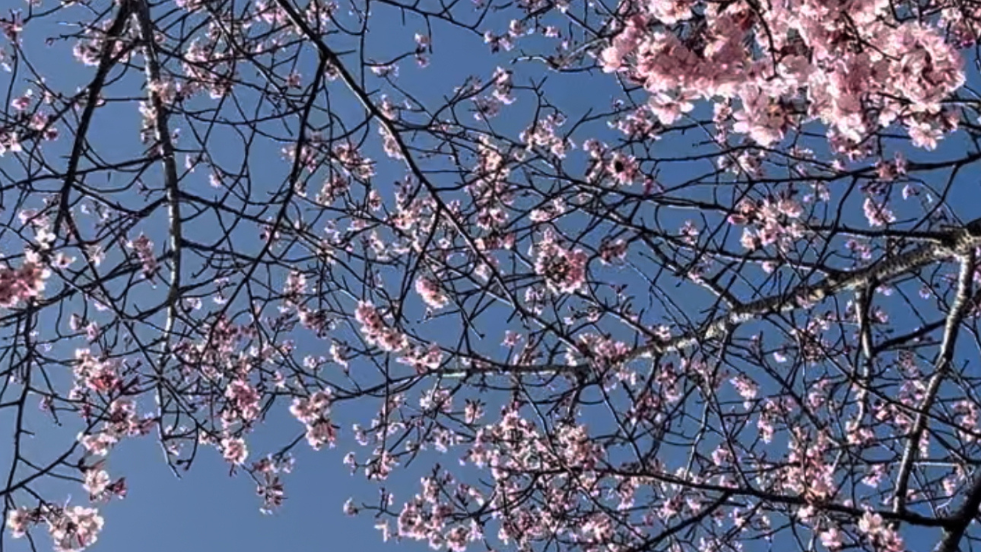Een foto van takken met roze bloesem tegen een achtergrond van een helder blauwe lucht.