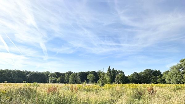 Een open ruigteveld met hoog wild gras en gele wilde bloemen, met op de achtergrond een bomenrand onder een helderblauwe lucht.