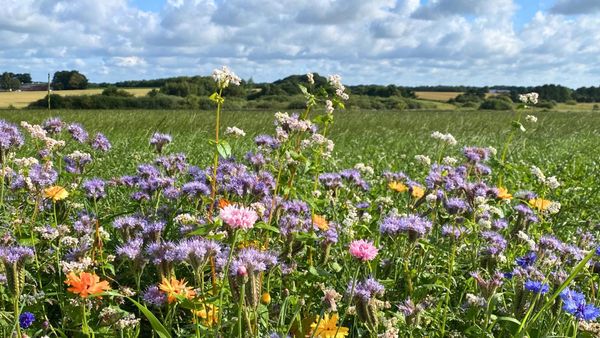 Kleurrijke wilde bloemen op de voorgrond van een weids Deens platteland onder een blauwe zomerlucht met witte wolken, wat een gevoel van rust, ruimte en vrijheid uitstraalt.