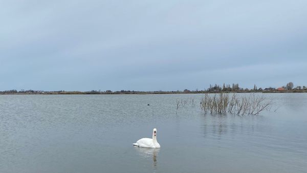 Een afbeelding van een uitgestrekt meer op een bewolkte dag met op de voorgrond een witte zwaan in het stille, rustige water.