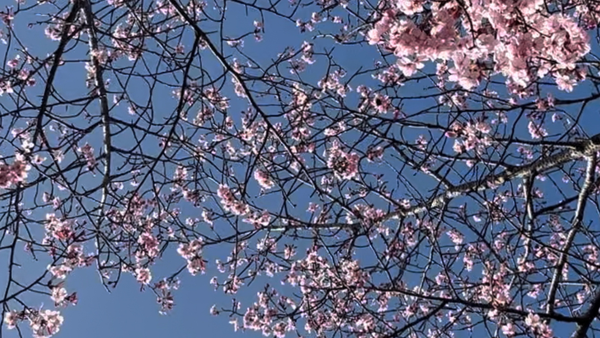 Een foto van takken met roze bloesem tegen een achtergrond van een helder blauwe lucht.
