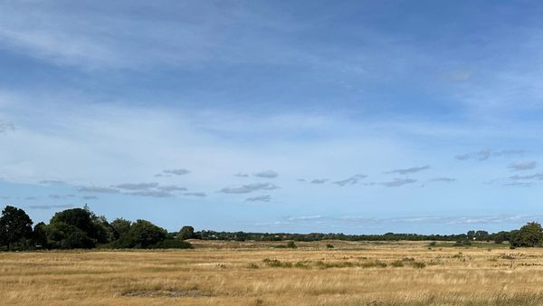 Een sereen Deens natuurgebied dat rust en stilte uitstraalt, met een open veld en bomen aan de horizon.