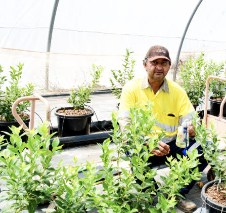 Blueberry board member attack reveals industry aggression, attitudes?